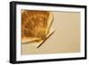 Seashell-null-Framed Photographic Print