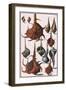 Seashells, 1742-null-Framed Giclee Print