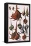 Seashells, 1742-null-Framed Stretched Canvas