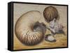 Seashells, 1993-Carolyn Hubbard-Ford-Framed Stretched Canvas