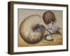 Seashells, 1993-Carolyn Hubbard-Ford-Framed Giclee Print