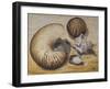 Seashells, 1993-Carolyn Hubbard-Ford-Framed Giclee Print