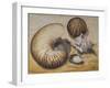 Seashells, 1993-Carolyn Hubbard-Ford-Framed Giclee Print