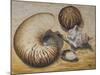 Seashells, 1993-Carolyn Hubbard-Ford-Mounted Giclee Print