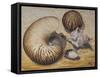 Seashells, 1993-Carolyn Hubbard-Ford-Framed Stretched Canvas