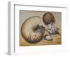 Seashells, 1993-Carolyn Hubbard-Ford-Framed Giclee Print