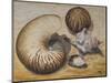 Seashells, 1993-Carolyn Hubbard-Ford-Mounted Giclee Print