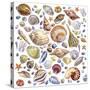 Seashells Array-Geraldine Aikman-Stretched Canvas