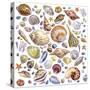 Seashells Array-Geraldine Aikman-Stretched Canvas