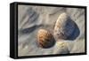 Seashells, Honeymoon Island State Park, Dunedin, Florida, USA-Jim Engelbrecht-Framed Stretched Canvas