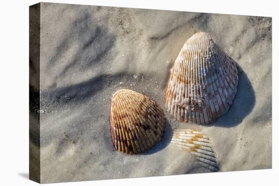 Seashells, Honeymoon Island State Park, Dunedin, Florida, USA-Jim Engelbrecht-Stretched Canvas