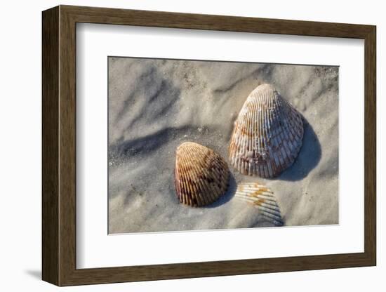Seashells, Honeymoon Island State Park, Dunedin, Florida, USA-Jim Engelbrecht-Framed Photographic Print