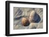 Seashells, Honeymoon Island State Park, Dunedin, Florida, USA-Jim Engelbrecht-Framed Photographic Print