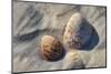 Seashells, Honeymoon Island State Park, Dunedin, Florida, USA-Jim Engelbrecht-Mounted Photographic Print