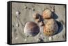 Seashells, Honeymoon Island State Park, Dunedin, Florida, USA-Jim Engelbrecht-Framed Stretched Canvas