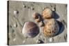 Seashells, Honeymoon Island State Park, Dunedin, Florida, USA-Jim Engelbrecht-Stretched Canvas
