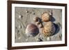 Seashells, Honeymoon Island State Park, Dunedin, Florida, USA-Jim Engelbrecht-Framed Photographic Print