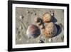 Seashells, Honeymoon Island State Park, Dunedin, Florida, USA-Jim Engelbrecht-Framed Photographic Print