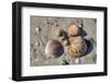 Seashells, Honeymoon Island State Park, Dunedin, Florida, USA-Jim Engelbrecht-Framed Photographic Print