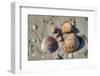 Seashells, Honeymoon Island State Park, Dunedin, Florida, USA-Jim Engelbrecht-Framed Photographic Print