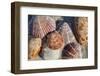 Seashells, Honeymoon Island State Park, Dunedin, Florida, USA-Lisa Engelbrecht-Framed Photographic Print