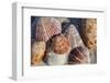 Seashells, Honeymoon Island State Park, Dunedin, Florida, USA-Lisa Engelbrecht-Framed Photographic Print