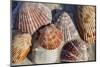 Seashells, Honeymoon Island State Park, Dunedin, Florida, USA-Lisa Engelbrecht-Mounted Photographic Print