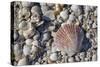 Seashells, Honeymoon Island State Park, Dunedin, Florida, USA-Jim Engelbrecht-Stretched Canvas