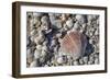 Seashells, Honeymoon Island State Park, Dunedin, Florida, USA-Jim Engelbrecht-Framed Photographic Print