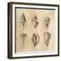 Seashells I-Lanie Loreth-Framed Art Print