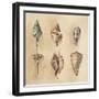 Seashells I-Lanie Loreth-Framed Art Print