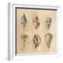 Seashells I-Lanie Loreth-Framed Art Print