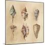 Seashells I-Lanie Loreth-Mounted Art Print