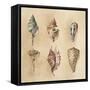 Seashells I-Lanie Loreth-Framed Stretched Canvas