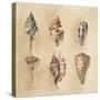 Seashells I-Lanie Loreth-Stretched Canvas