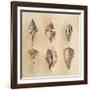 Seashells I-Lanie Loreth-Framed Art Print