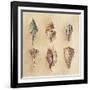 Seashells I-Lanie Loreth-Framed Art Print