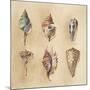 Seashells I-Lanie Loreth-Mounted Art Print