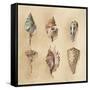 Seashells I-Lanie Loreth-Framed Stretched Canvas