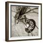 Seashells II-Alan Hausenflock-Framed Photographic Print