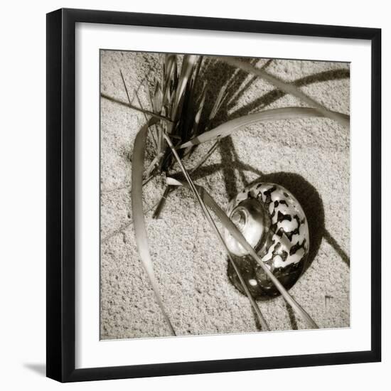 Seashells II-Alan Hausenflock-Framed Photographic Print