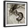 Seashells II-Alan Hausenflock-Framed Photographic Print