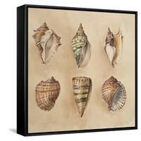 Seashells II-Lanie Loreth-Framed Stretched Canvas