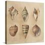 Seashells II-Lanie Loreth-Stretched Canvas