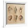 Seashells II-Lanie Loreth-Framed Art Print