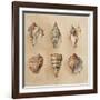 Seashells II-Lanie Loreth-Framed Art Print