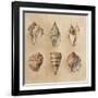 Seashells II-Lanie Loreth-Framed Art Print
