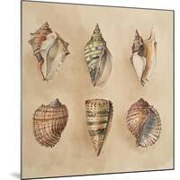 Seashells II-Lanie Loreth-Mounted Art Print