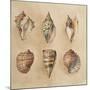 Seashells II-Lanie Loreth-Mounted Art Print