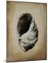 SeaShells III-Sydney Edmunds-Mounted Giclee Print